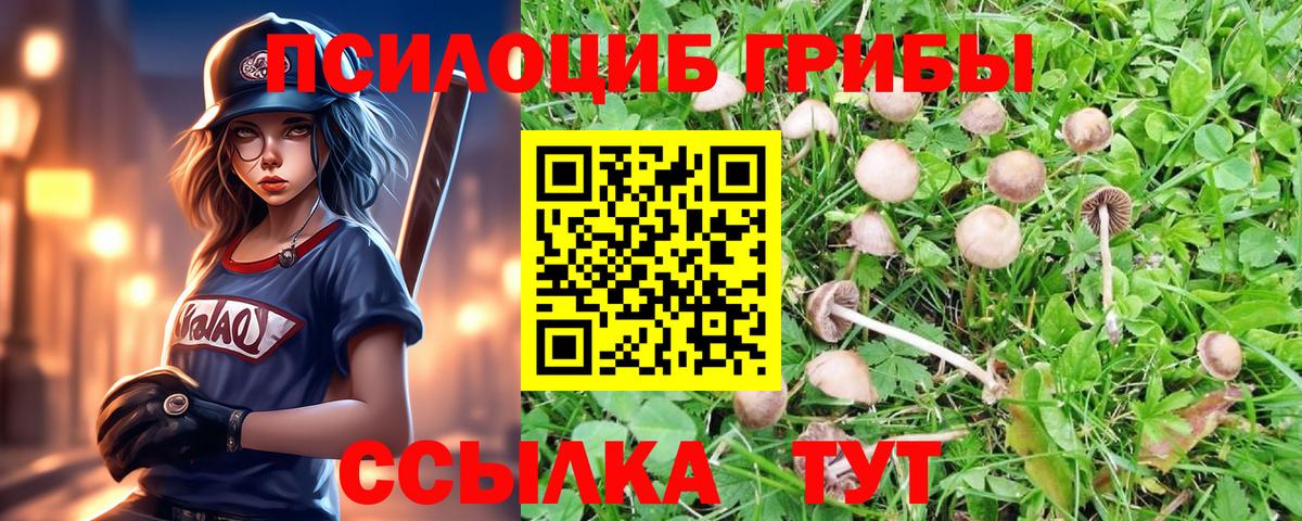 Саров  Псилоцибиновые грибы Psilocybine cubensis  Вход с VPN 